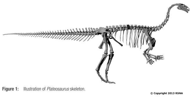 140404 Plateosaurus skeleton