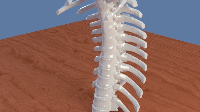T spine