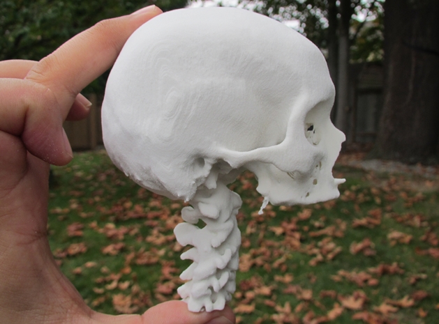 3D printed half skull